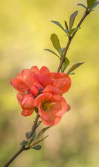 Branch of Japanese quince in blossom