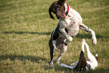 German shorthaired pointer and little Russell Terrier