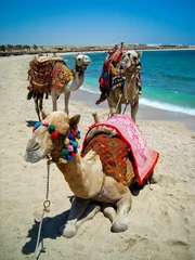 Fotobehang Three camels © scarcioffo