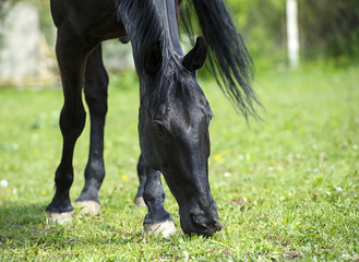 Horse in meadow. Summer day