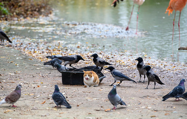 Amazing picture - cat steals food birds