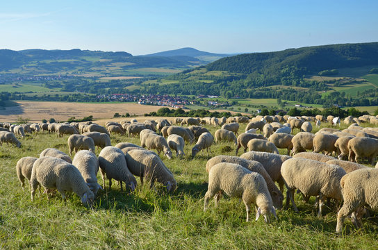 Schafherde in der Rh&ouml;n