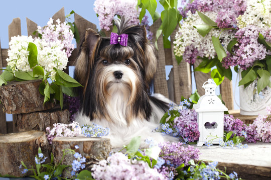 beaver yorkshire terrier and lilac flowers