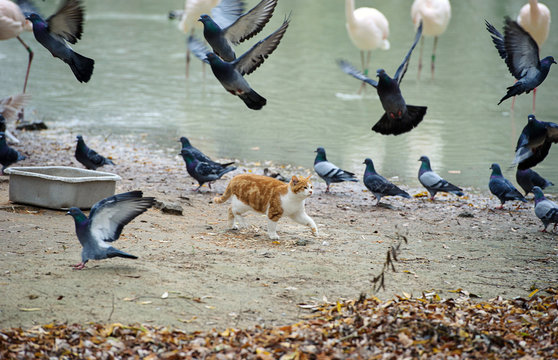 Amazing picture - cat steals food birds