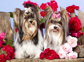 Beaver york terrier and pink roses