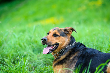 Happy dog on green grass