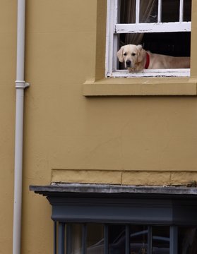 dog looking