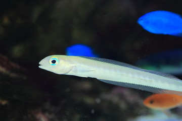 Flagtail or Blanquillo or Quakerfish (Malacanthus brevirostris) 