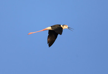 Black-winged Stilt (Himantopus himantopus) flying in North China