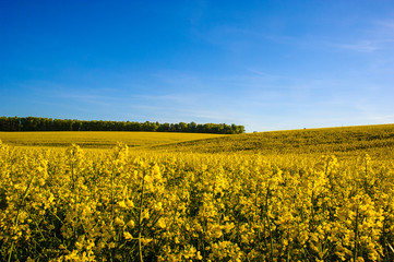 Obraz premium field of yellow rapeseed against the blue sky