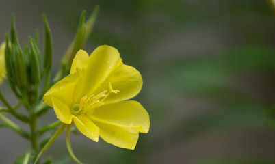 Fototapeta na wymiar Onagre, fleur jaune