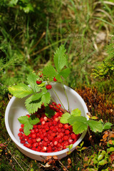 strawberries forest 2