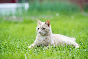 Funny cat on the green grass