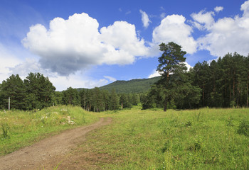 Fototapeta na wymiar Footpath in a beautiful summer mountain forest.