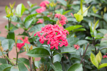 red flower spike