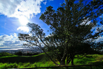 Tree at auckland's Mount Eden New Zealand