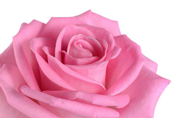 Pink rose on a white background