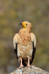 Стервятник (Neophron Percnopterus) на острове Сокотра