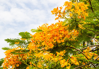 Royal poinciana