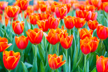 Orange tulips with bokeh