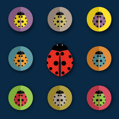 Vector group of beetles