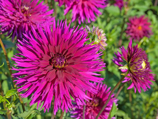 Obraz premium Dahlien