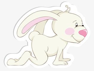 baby rabbit