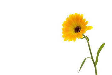 Naklejka premium Ringelblume