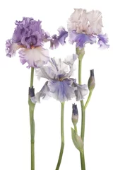 Garden poster Iris iris