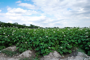 Fototapeta na wymiar Kartoffelfeld in Blüte