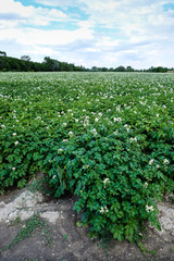 Kartoffelfeld in Blüte