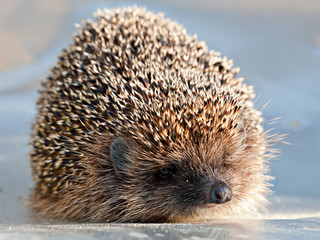 cute hedgehog