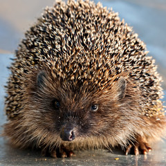 hedgehog closeup