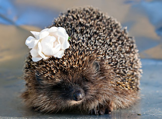 hedgehog with with rose flower in the needles