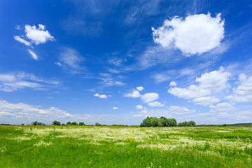 Summer landscape