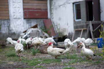 Duck on a farm