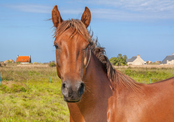Cheval anglo arabe en portrait