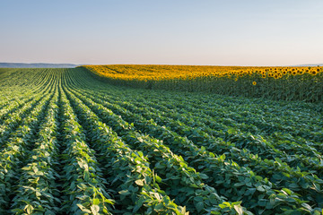 Soybean Field