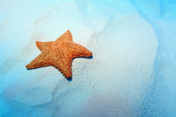 Fototapeta na wymiar Cushion sea star