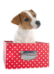 puppy jack russel terrier
