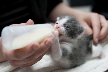 Chaton nourri au biberon (Sauvetage)