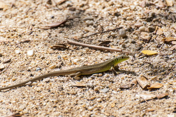 small lizard
