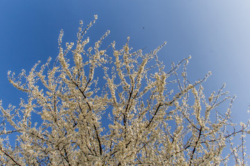 Arbre à fleurs