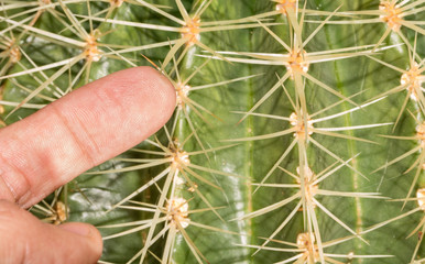 Cactus and finger, danger!