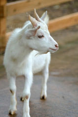 山羊のポートレート