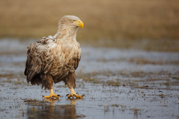 Adult sea eagle on ice