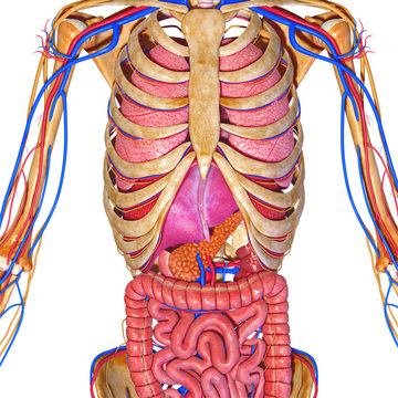 Skeleton with organs