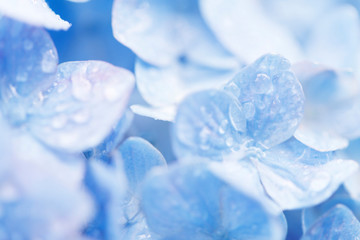 水滴とアジサイ