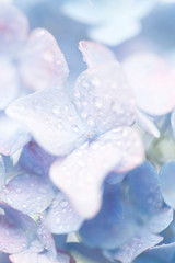 水滴とアジサイ