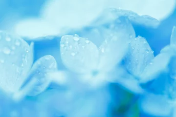 Photo sur Plexiglas Hortensia 水滴とアジサイ